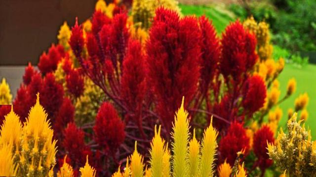 鹤峰：凤尾花点亮庙湾之秋