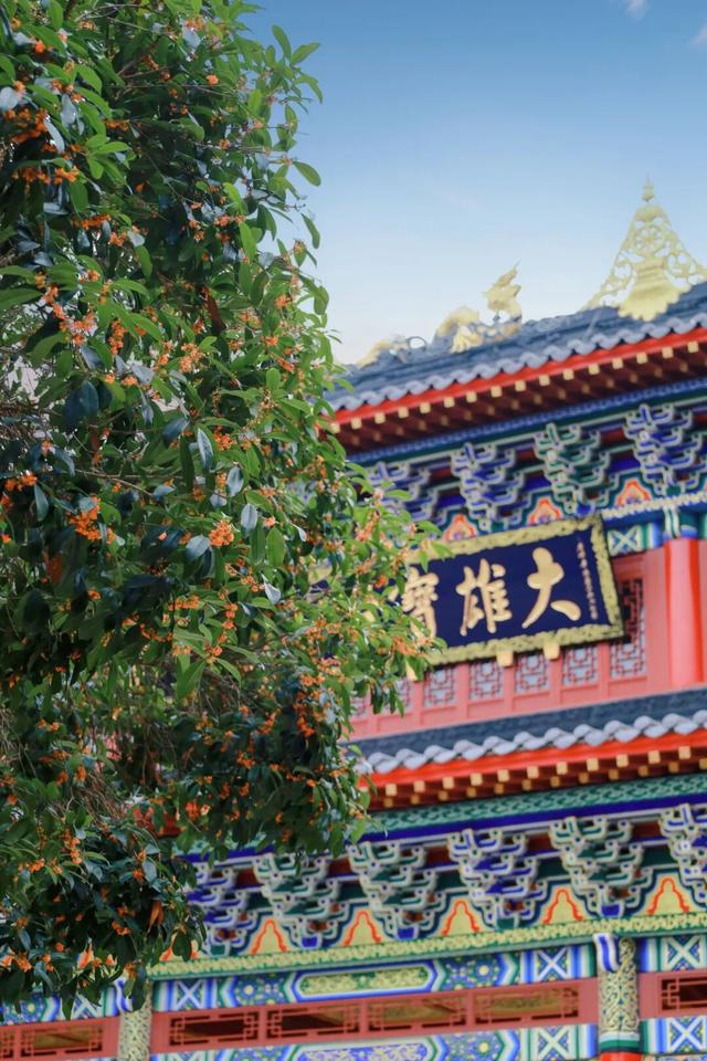 包出片的~城厢古城桂花打卡计划，走起→
