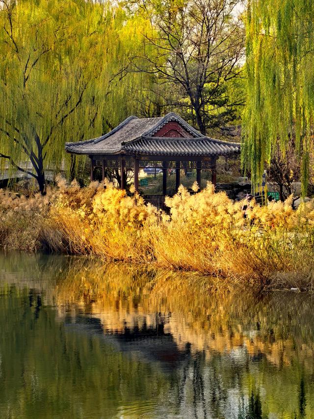 芦苇黄，河水碧，邂逅北京南长河畔的初冬