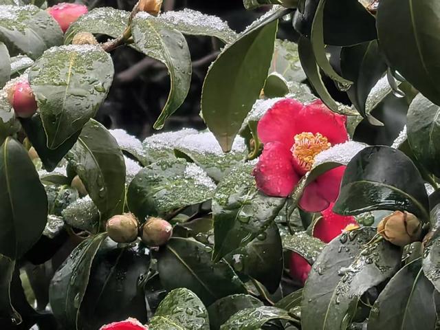 一夜雪花落崂山，琼楼玉宇翩若仙