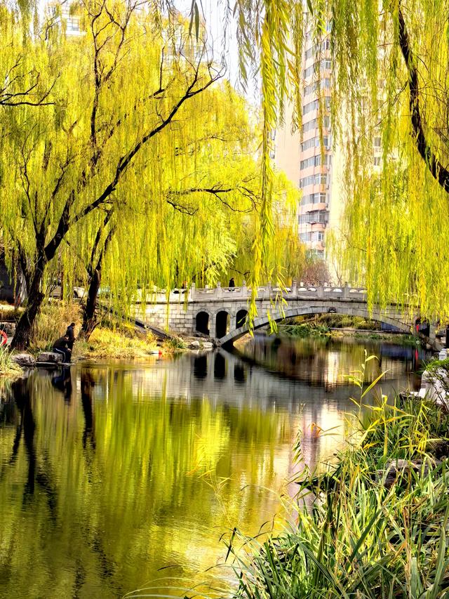 芦苇黄，河水碧，邂逅北京南长河畔的初冬