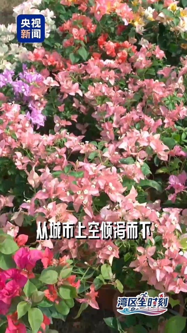 花容“粤”貌 大湾区如何“再造”一个春天