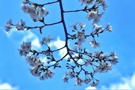 樱花绽放，杭州“最美跑道”又现盛世美颜图片