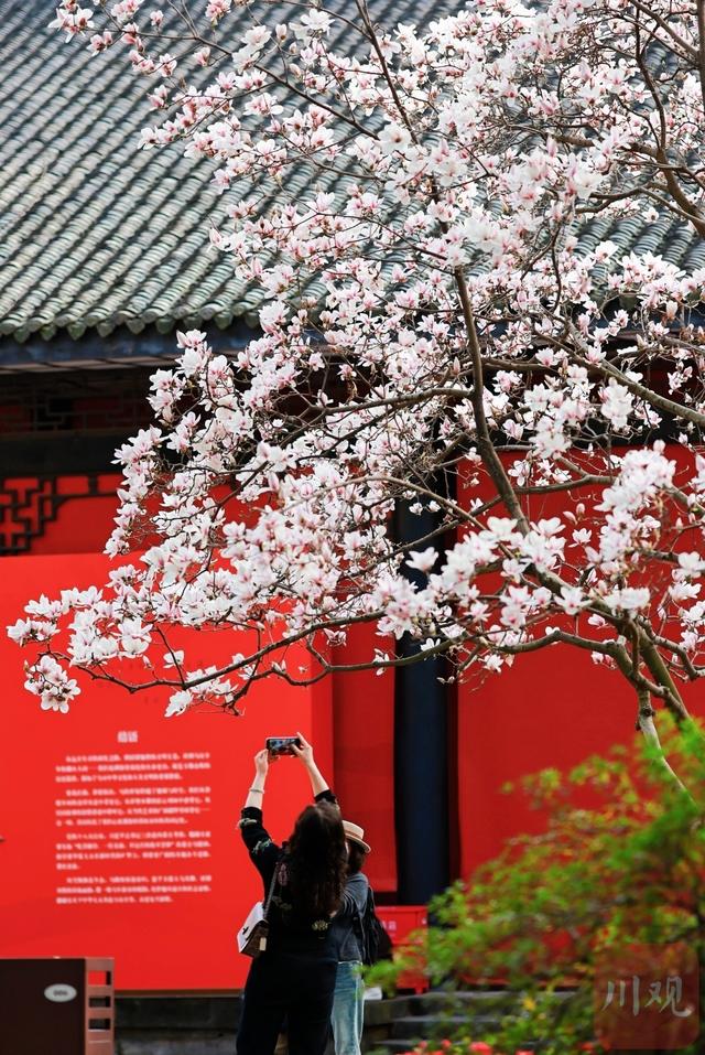 C视觉｜满树繁花映红墙 武侯祠春意正浓