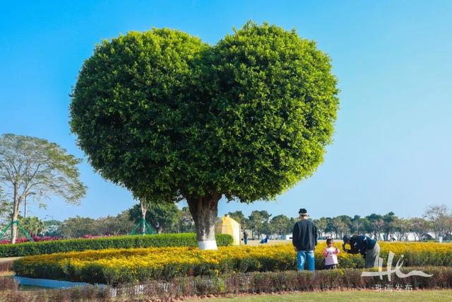 上新！珠海“顶流爱心树”浪漫升级，出片率100%！