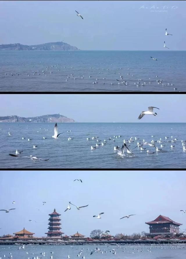 治愈天花板！来蓬莱赴一场冬日“鸥遇”
