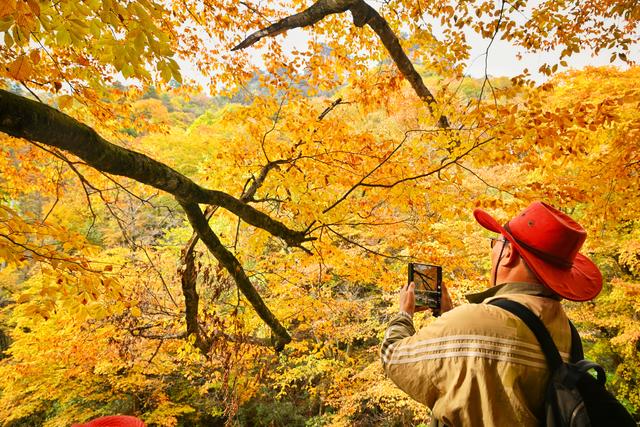 图片新闻｜四川巴中：光雾山红叶引客来 “黄金走廊”串起秋日盛宴