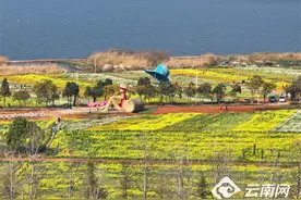 【组图】滇池北岸福保半岛千亩油菜花盛放引客来图片