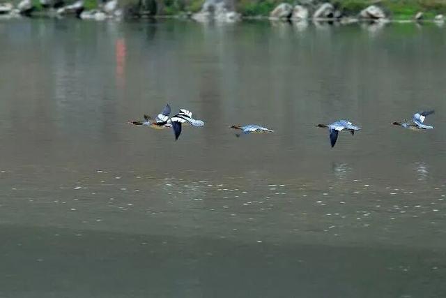 季节限定！洛阳些“海”人少景美，快出发！
