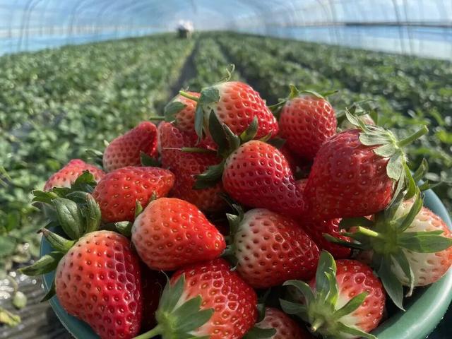 冬日限定甜蜜！草莓采摘正当时！