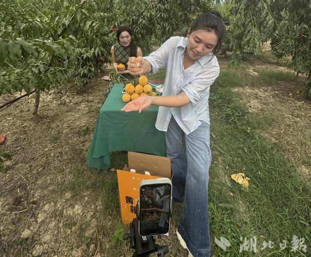 崇阳：路口黄桃结硕果 直播带货助“出山”