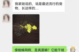 年轻人又开始养“新宠物”了！不少人看懵：有健康风险吗？图片