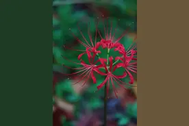 秋光浅染，神秘的彼岸花在宝山绽放图片