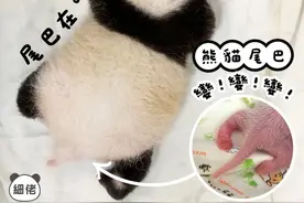 萌化了！“港产”大熊猫有新动态图片