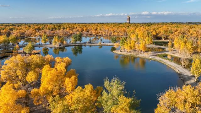 金色胡杨 装点大地