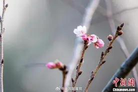 冬天也能看樱花？南京玄武湖的樱花绽放开了图片