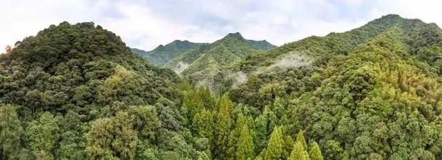 世界最大、亚洲唯一！今晨，他们在30000多棵楠木、8600亩森林，1500年的时光里奔跑......