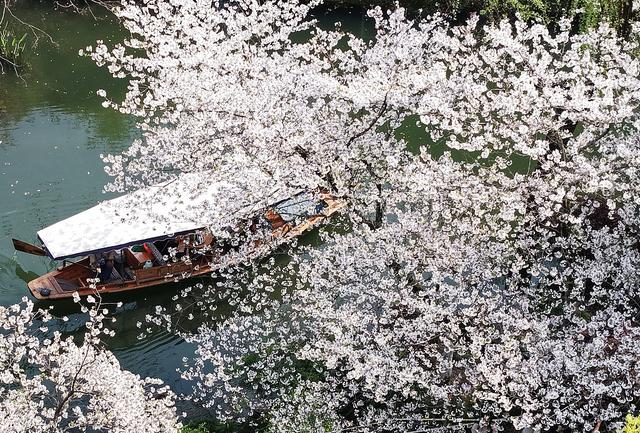 赏花踏青正当时 用一场ColorWalk邂逅浙江春日浪漫