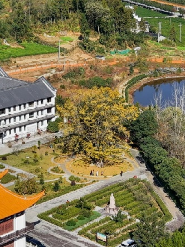 湖南绝美银杏打卡地，太出片了