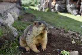 “还吃，收你们来了！”千万别学哪吒收鼠鼠，它们可能携带着鼠疫图片