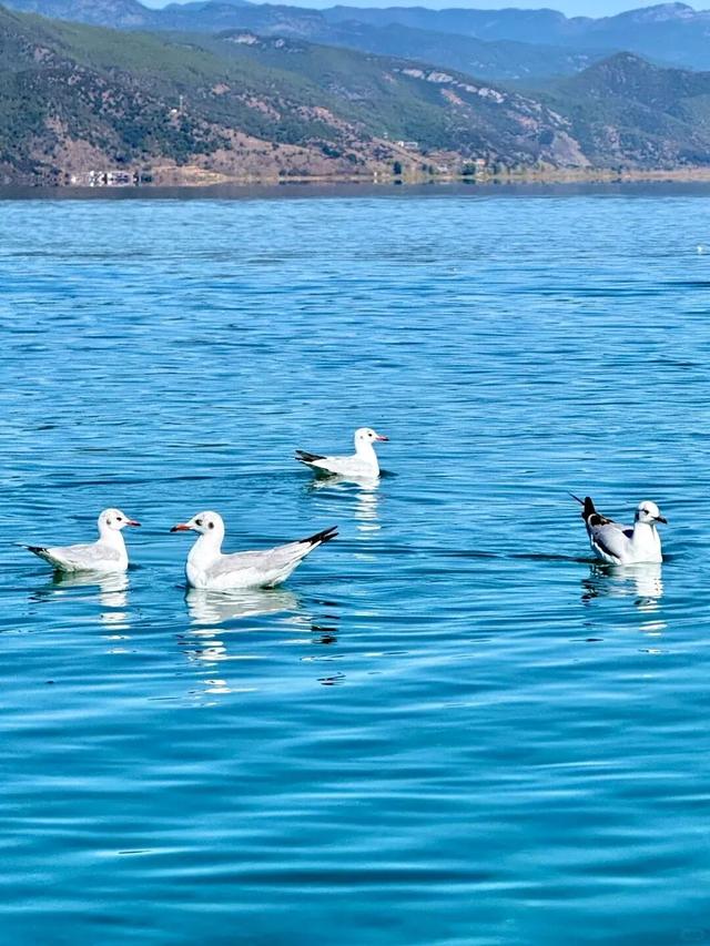 【冬季暖阳 凉山不凉】冬天的盐源！这不是仙境是什么