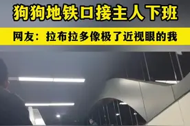 狗狗在地铁口接主人下班，网友：拉布拉多像极了近视眼的我！图片