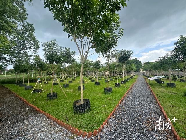 广东厚植绿色家底，释放生态红利