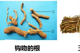 有毒！严重可致死！千万别吃！图片