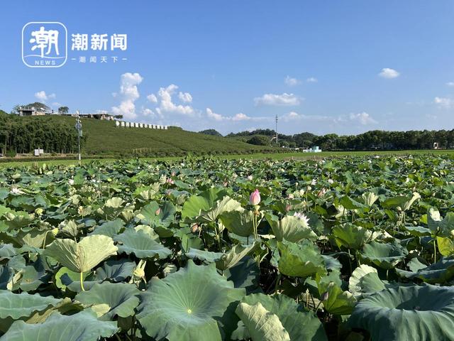 遇见小古城丨大樟树下“议”出农文旅融合新范式