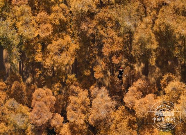 吉镜头丨赏秋必打卡——百木园“黄金大道”
