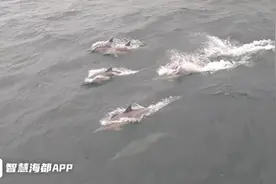 前方高萌！福州海警偶遇一群“海精灵”图片