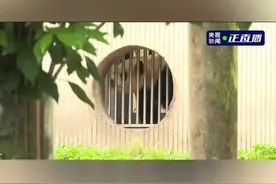 “福宝”回国首秀全球围观，最萌“中国使者”60余年热度不减图片