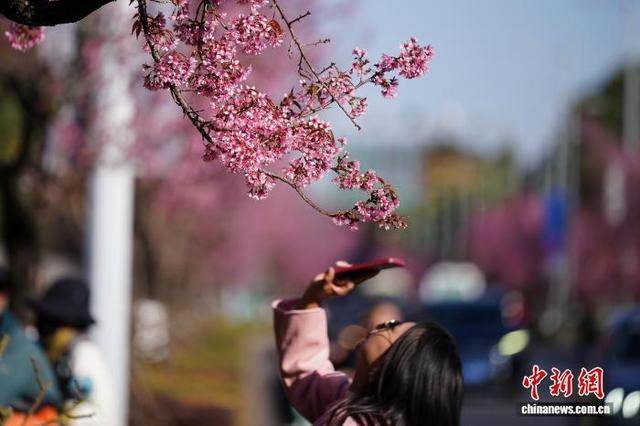 云南昆明冬樱花盛开勾勒冬日画卷