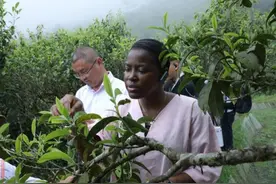 中外30余家媒体齐聚云南麻栗坡 共鉴茶文化魅力图片