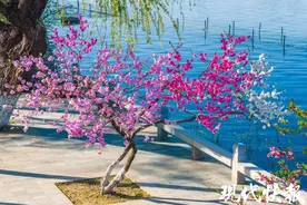 坐着地铁去赏花 | 你朋友圈C位早就被它承包！图片