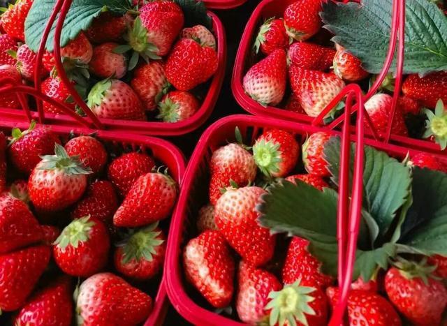 冬日甜蜜预警！永宁草莓采摘季来啦~