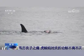 无尽守候！虎鲸宝宝尸体腐烂，妈妈仍不舍放手图片