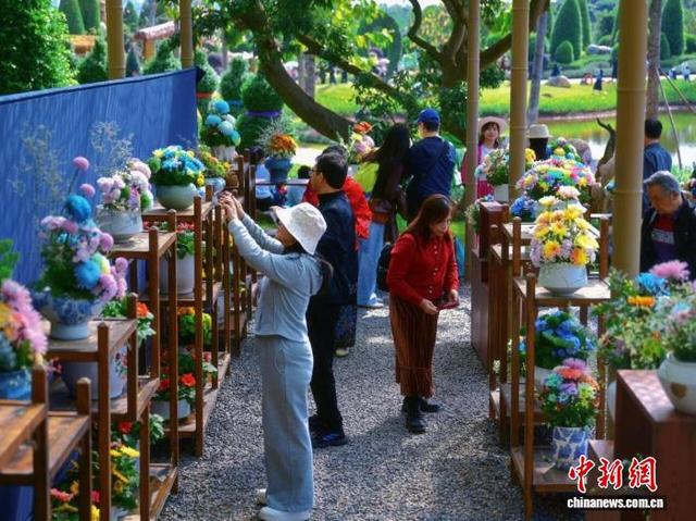 第十届青秀山菊花展在广西南宁启幕