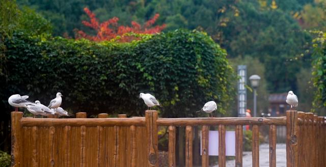 盘州东湖:绚烂的秋景