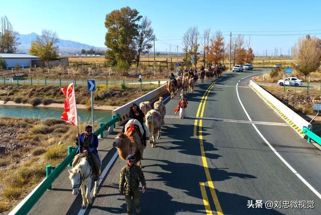 “东天山来的骆驼队”抵达武威啦！你最期待哪一站？