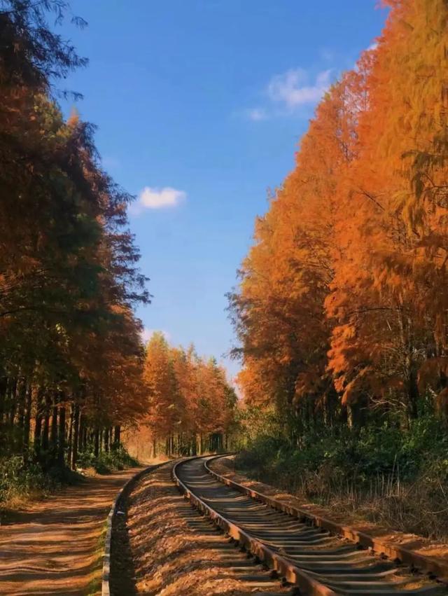 乘高铁赏秋景！从上海前往这些城市1小时内即可抵达