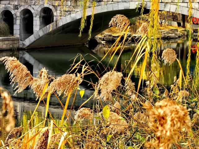 芦苇黄，河水碧，邂逅北京南长河畔的初冬