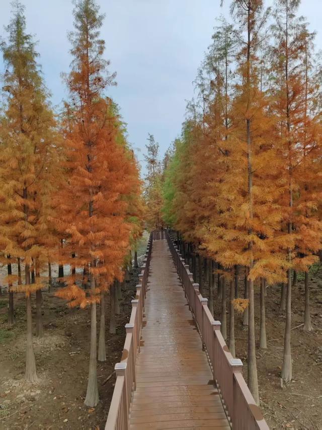 从秦岭到上海：一滴水的圆梦之旅