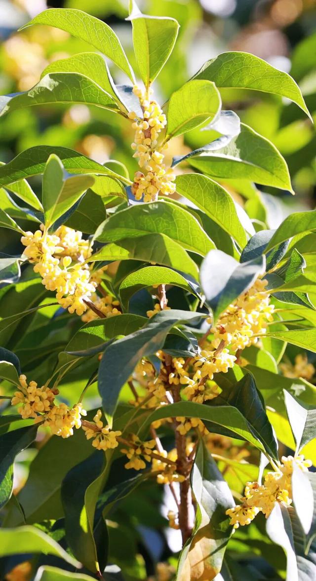 在嘉定街头，邂逅一场「秋日限定」香气