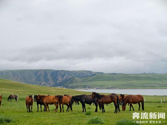 奔流城市计划·图集丨山丹马场盛夏图