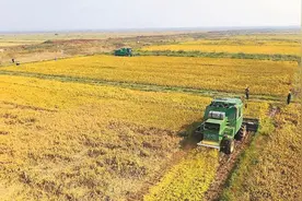 江苏：盐碱地上催生稻香麦浪图片