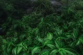 24节气看贵州丨蝉鸣知立夏，晴日照万象图片