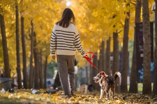 长宁最全银杏打卡点来啦，还有“宁宁”的私藏点位哦～【看“宁”的】
