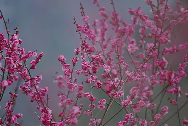 张家界国家森林公园：梅花次第开放 邂逅冬日“梅”好