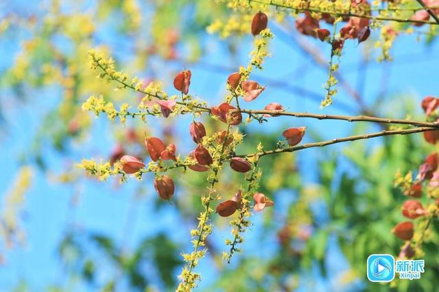 花果共荣、一路灿烂！潍坊的 “栾树大道”很惊艳